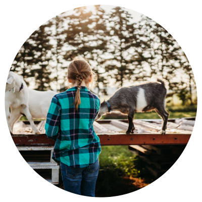 A child on a farm petting baby goats