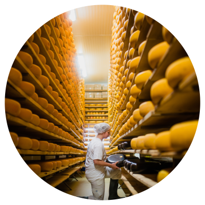 A cheesemaker kneeling at a bottom shelf in the aging room with a wheel of cheese in her hand