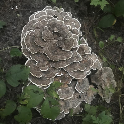 Mushrooms at Leelanau State Park