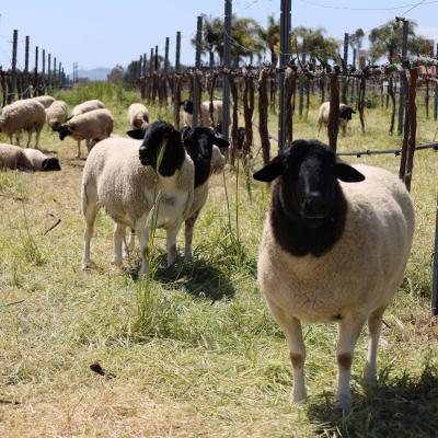 Several sheep in Temecula vineyards helping maintain the land