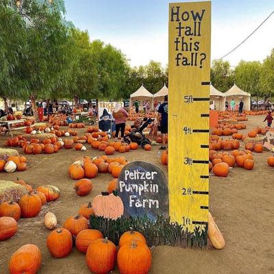 Visit a pumpkin patch in Temecula Valley