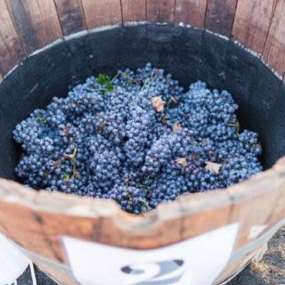 Grape Stomps in Temecula Valley Wine Country