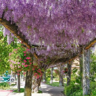 Wisteria Blooms in Temecula Valley