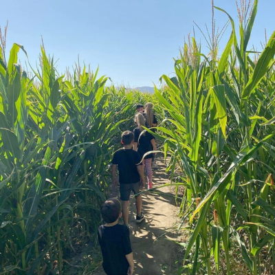 Temecula Valley Corn Maze