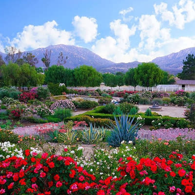 Rose Haven Heritage Garden