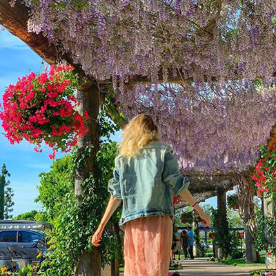 South Coast Winery and Spa Wisteria Blooms