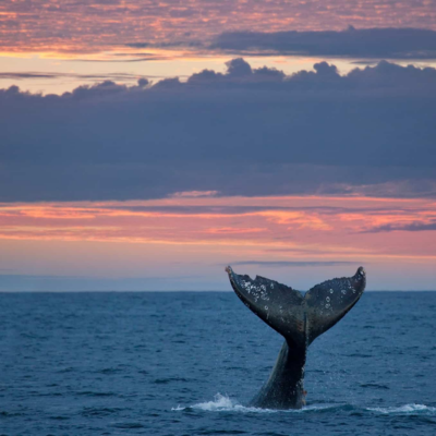 Whale watching in Oceanside