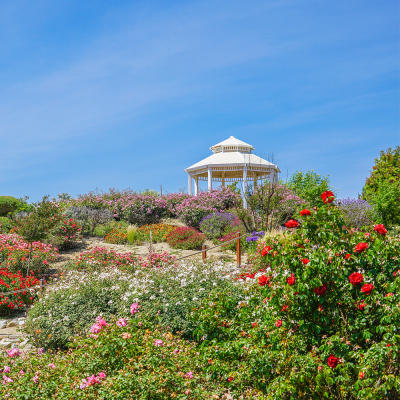 A wooden gazebo in the middle of a large garden with blooming flowers