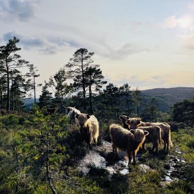 Dyr i naturen
