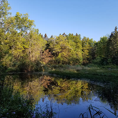 pond in Finger Lakes National Forest