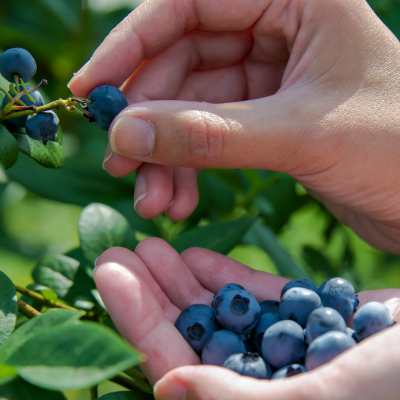 Mt Airy Orchard blueberry picking