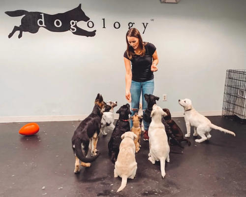 dogology