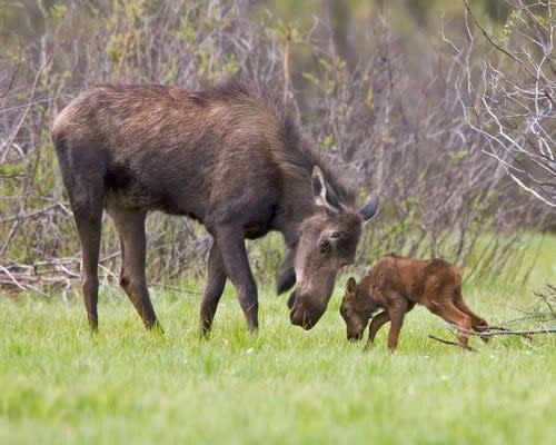 Moose Cow & Calf
