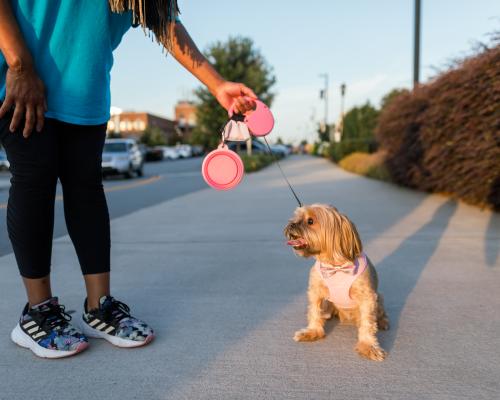 Dog, downtown Hickory