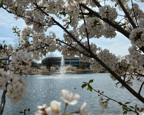Cherry Blossoms Big Spring Park