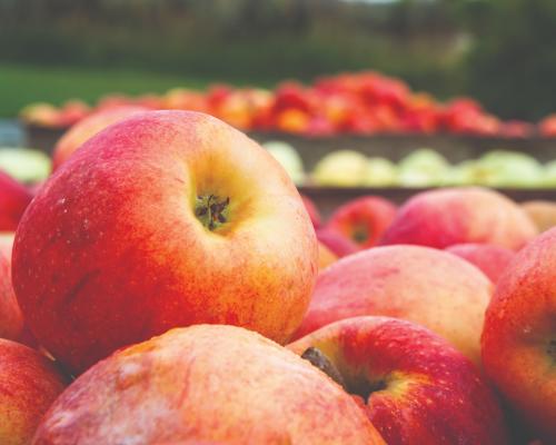 Apples at BC Tree Fruits