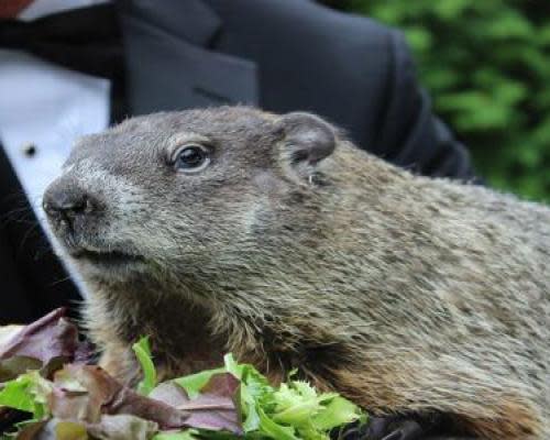Punxsutawney-Phil