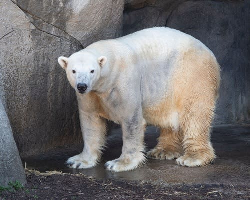 Paytons New Place  Male Polar Bear Relocates to North Carolina Zoo with Hopes of Breeding Succ