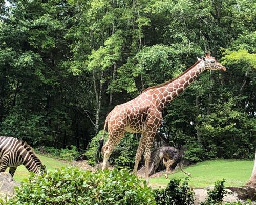 NC Zoo Giraffe