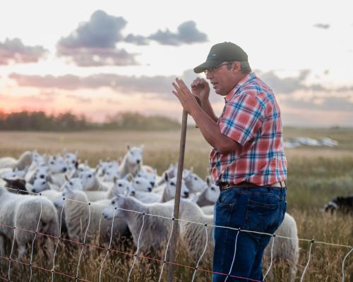 sheep herding