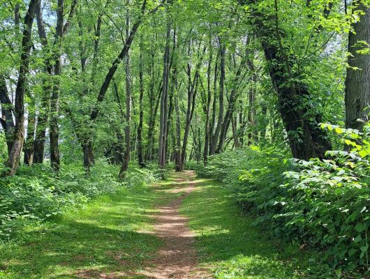 Milton State Park walking path through the forest.
