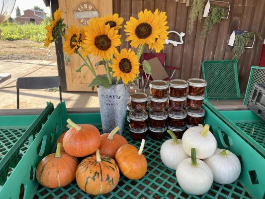 Sunshine's Farm Pumpkin Patch