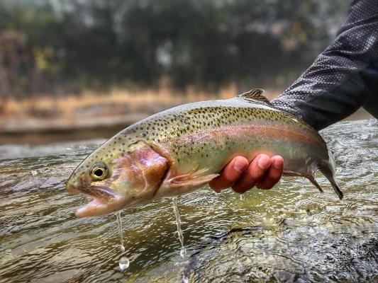 A rainbow trout is caught & released on the Guadalupe River in New Braunfels, TX. Via odomonthefly on Instagram.
