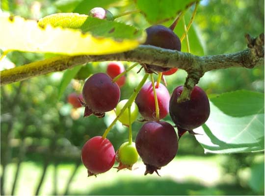 berries on tree