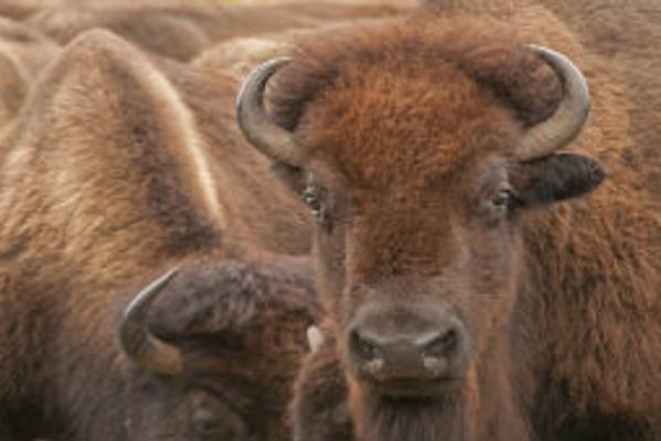 Nature Notes: The Sounds of Bison
