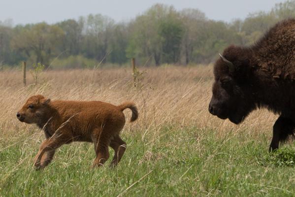 Ten bison calves born at Kankakee Sands
