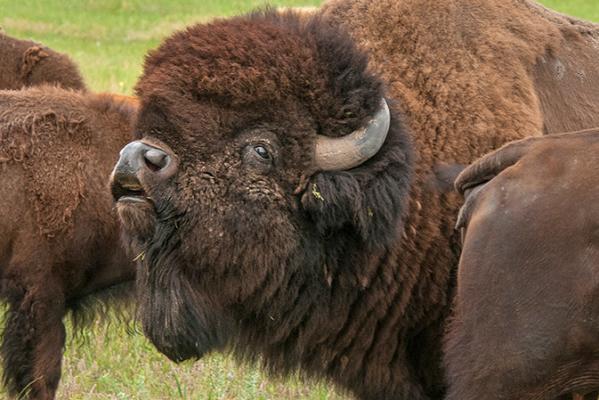 Feeling in a Rut? Visit the Bison this Fall at Kankakee Sands
