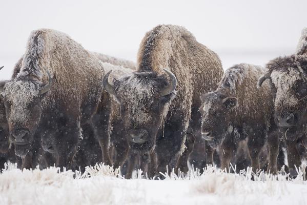 Nature Notes: Bison, Facing the Winter Head On