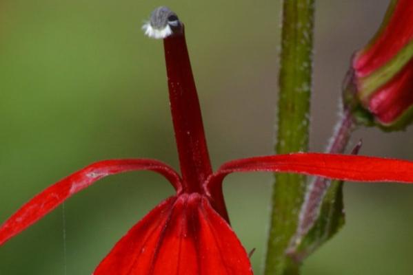 Nature Notes: Cardinal Flower