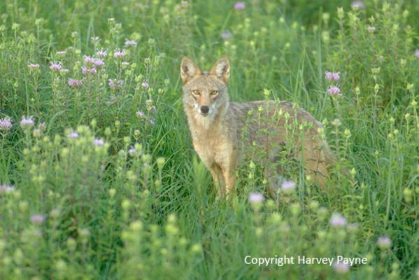 Nature Notes: Coyote