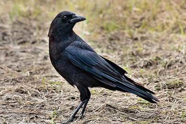 Nature Notes: The Crow - The Smartest Bird You Know