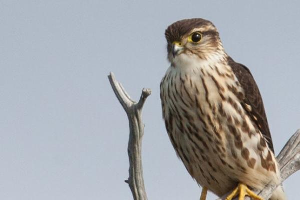 Nature Notes: The Magic of the Merlin Falcon at Kankakee Sands