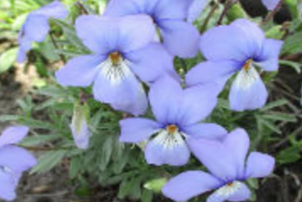 Nature Notes: Yum! The beautiful violet flowers