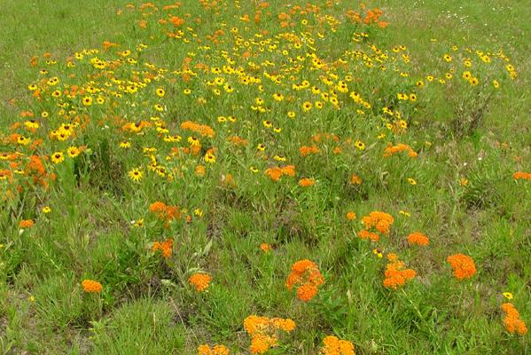 Nature Notes - Flowers have perfect timing