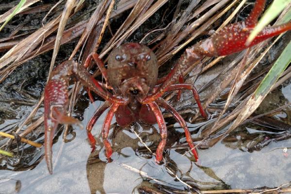 Nature Notes: Crayfish