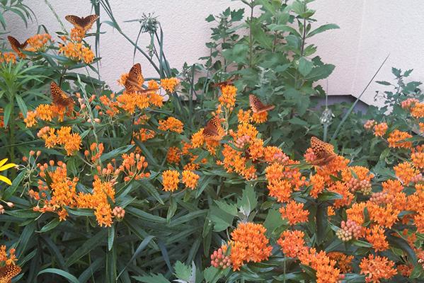 Aphrodite butterflies on butterfly weed by Gus Nyberg