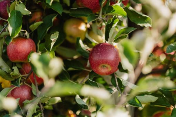 Apples at Fair Oaks Farms