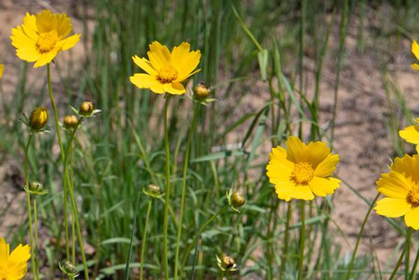 Coreopsis by Donna Lucas