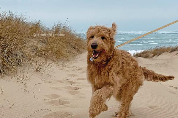 Dog on the beach - by margot.ritaaaa
