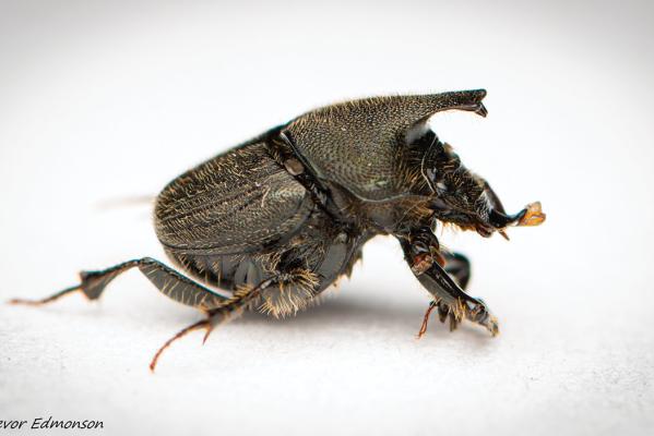Dung Beetle by Trevor Edmonson / TNC