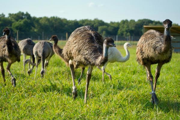 Emu at Sandy Oak Ranch