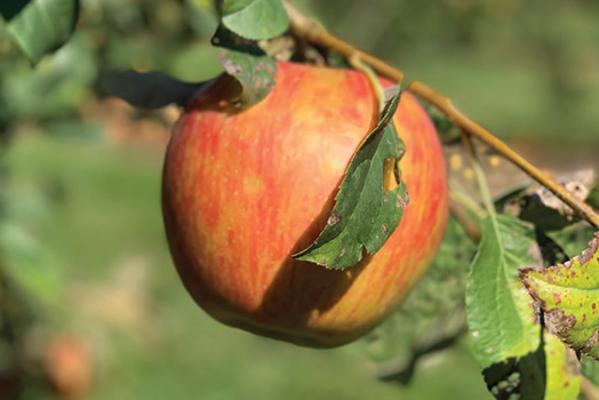 Fair Oaks Farm Orchard apple