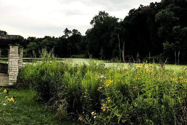 Gabis Arboretum - Carolyn Hricik