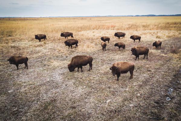 Kankakee Sands bison by Scott Johnsen