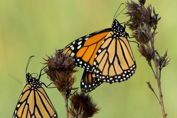 Monarch Butterfly by Chris Helzer