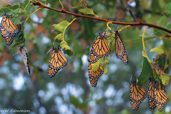 Monarchs Roosting at Kankakee Sands - Trevor Edmonson